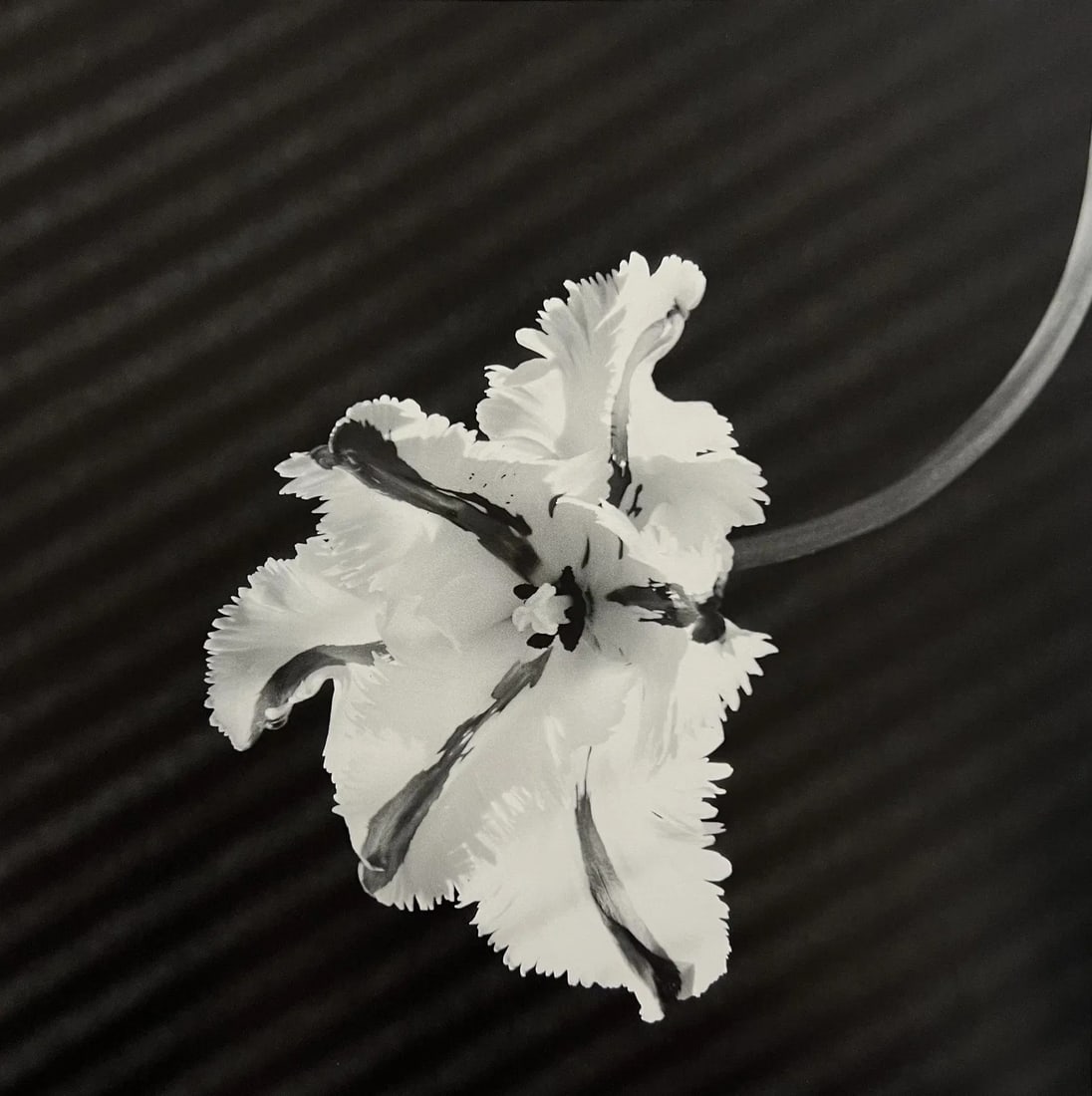 Robert Mapplethorpe, Parrot Tulip, 1987 (1 of 1)