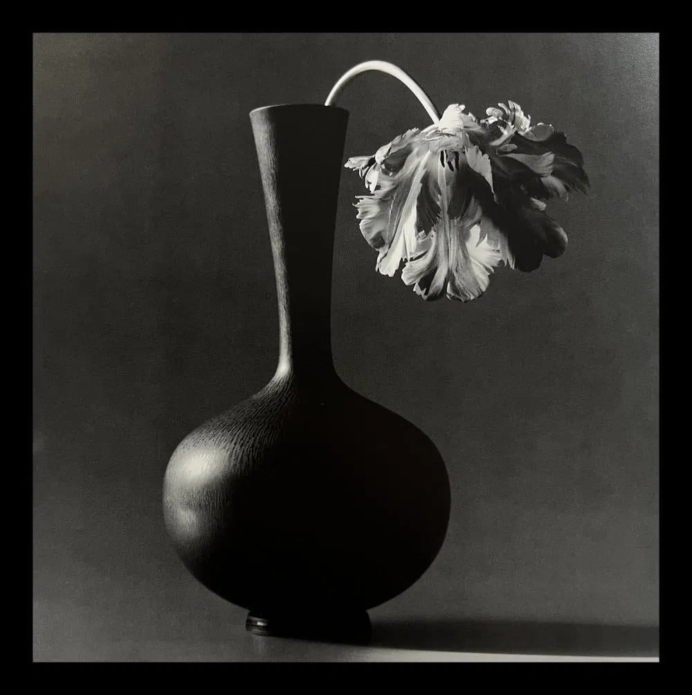 Robert Mapplethorpe, Parrot Tulip, 1985 (1 of 1)