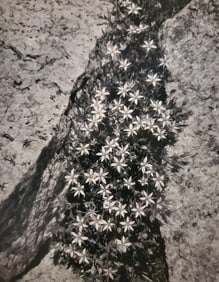 Ansel Adams, Flowers and Rock, San Joaquin Sierra, California, 1936