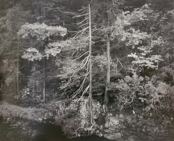 Ansel Adams, Forest and Stream, Northern California, 1959