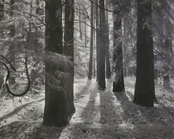 Ansel Adams, Forest Floor, Yosemite National Park, California, C. 1950