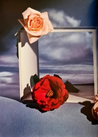 Horst P. Horst, Rose With White Frame