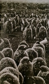 Sebastiao Salgado, Colony of King Penguins, South Georgia, 2009