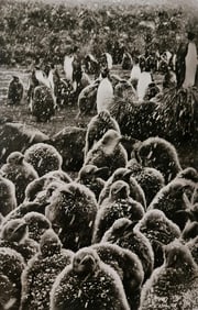 Sebastiao Salgado, Colony of King Penguins, South Georgia, 2009 - 1