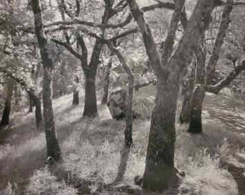 Ansel Adams, Forest, Castle Rock State Park, California, 1962