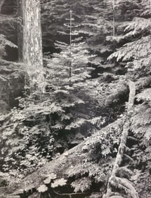 Ansel Adams, Forest, Early Morning, Mount Rainier National Park, Washington, 1949