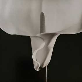 Robert Mapplethorpe, Calla Lilly, 1988