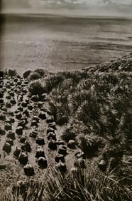 Sebastiao Salgado, Diego Ramirez Archipelago, about 10 hours from Cape Horn, 2005