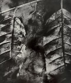 Wynn Bullock, Untitled, 1960's