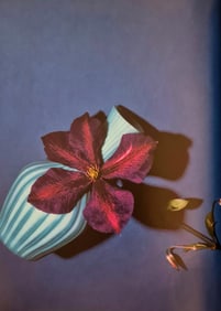 Horst P. Horst, White Case With Purple Flower, Blue