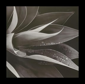 Brett Weston, Agava, Paradise Park 1991