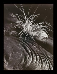 Brett Weston, Grass and Lava, 1984