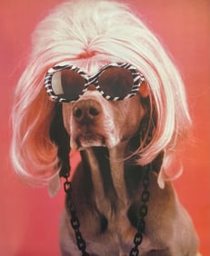 William Wegman, Glamour Puss, 1999