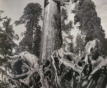 Ansel Adams, Redwood Roots and Tree, Mariposa Grove, Yosemite National Park, California, 1944