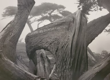 Ansel Adams, Cypress and Fog, Pebble Beach, California, 1967