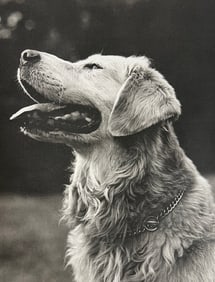 Bruce Weber, Dog with tongue out
