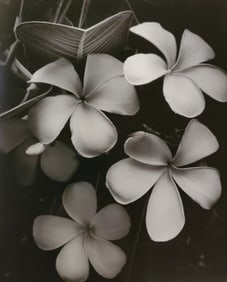 Brett Weston, Plumeria, Kona Coast 1988