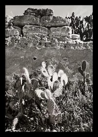 Manuel Alvarez Bravo, Thorns, 1940s