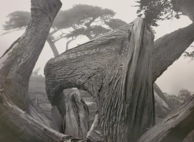 Ansel Adams, Cypress and Fog, Pebble Beach, California, 1967