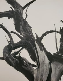 Ansel Adams, Dead Tree, Sunset Crater National Monument, Arizona, 1938