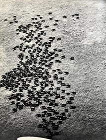 Peter Hill Beard, A Large Herd Of More Than Four Hundred Cape Buffalo, 1960s