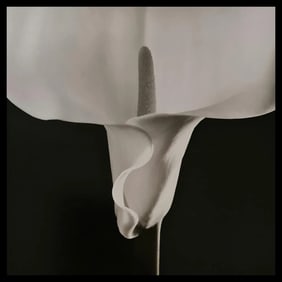 Robert Mapplethorpe, Calla Lilly, 1988