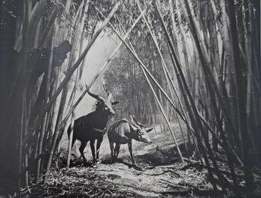 HIROSHI SUGIMOTO, BONGO, 1994