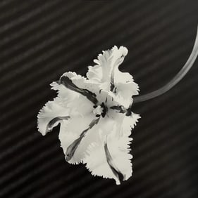 Robert Mapplethorpe, Parrot Tulip, 1987