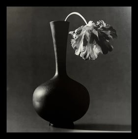 Robert Mapplethorpe, Parrot Tulip, 1985