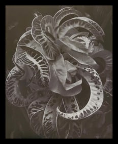 Brett Weston, Leaves, Botanical Garden, Hilo, 1989