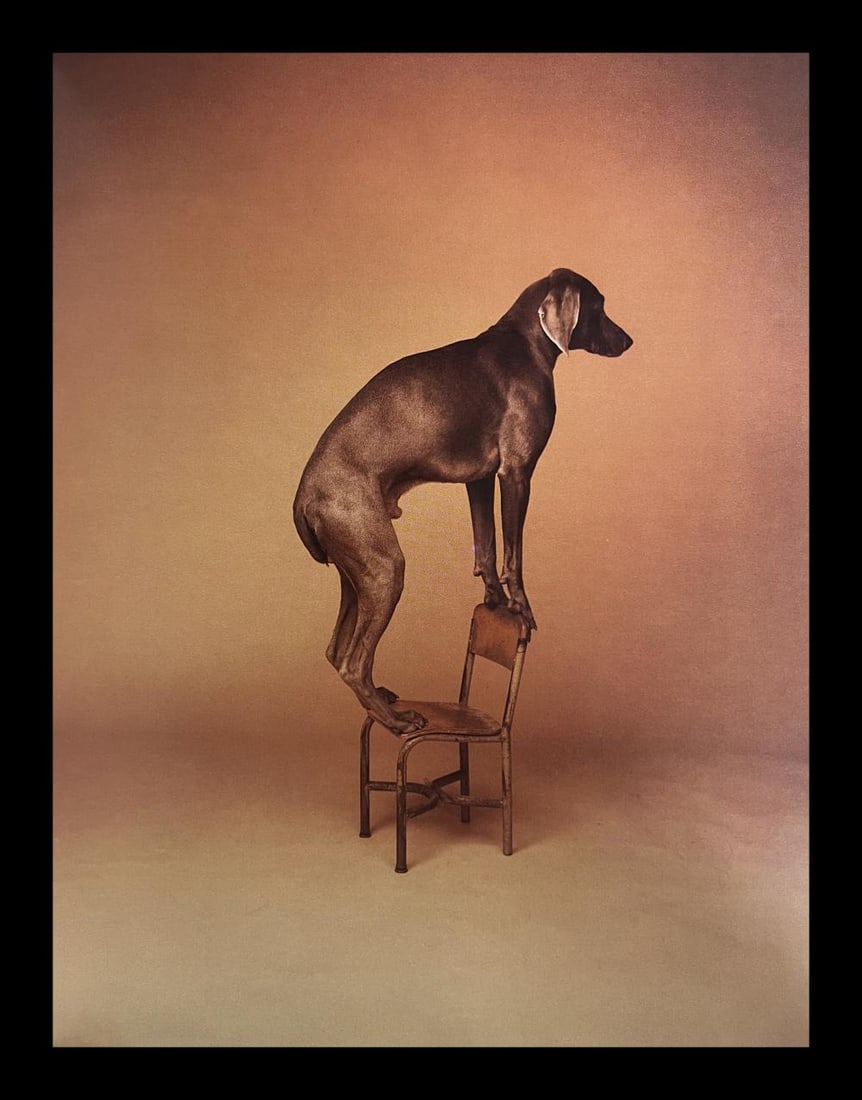 William Wegman, Balance Like Your Life Depends On It: Photographer: William Wegman Subject/Title: Balance Like Your Life Depends On It Type Of Print: Photogravure Date Of Print: 1994 Publisher: Library Of Congress Cataloging Approximate Image Size: 11 x