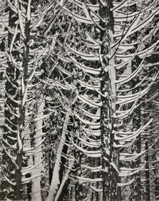Ansel Adams, Cedar Trees, Winter, Yosemite National Park, California, C. 1949