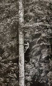 Sebastiao Salgado, Agile young man climb gigantic trees to collect durian, West Sumatra, Indonesia,