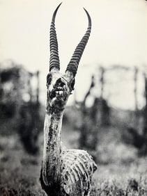 Peter Hill Beard, Death's Head Of A Grant's Gazelle, 1960s
