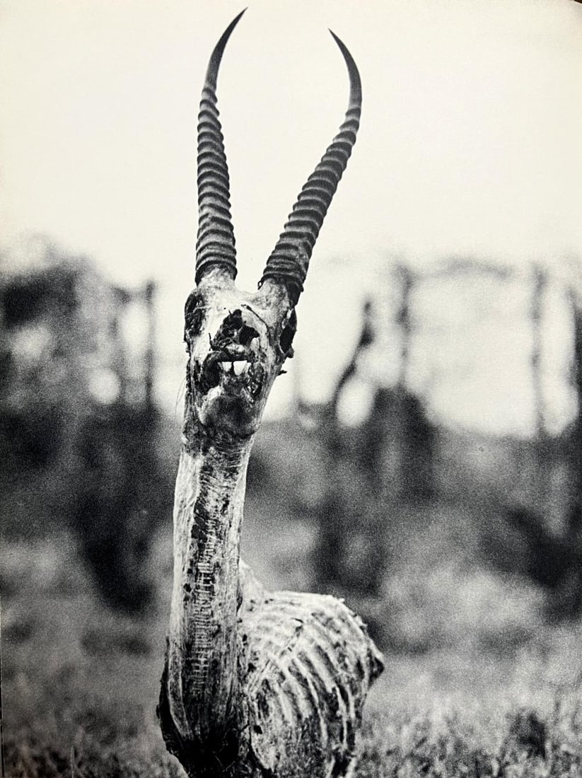 Peter Hill Beard, Death's Head Of A Grant's Gazelle, 1960s (1 of 1)