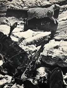 Peter Hill Beard, Desert Leopard Caught On Bait, 1960s
