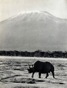 Peter Hill Beard, Early Morning Below Kilimanjaro, Rhino With A Broken Horn, 1960s