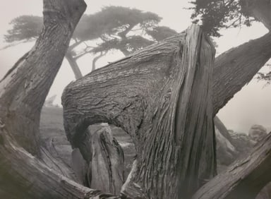 Ansel Adams, Cypress and Fog, Pebble Beach, California, 1967