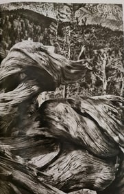 Sebastiao Salgado, Ancient Bristlecone Pine Forest, 2010