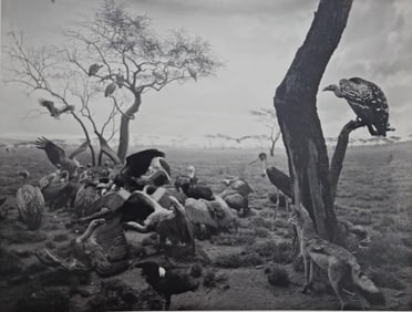 Hiroshi Sugimoto, Hyena - Jackal - Vulture, 1976