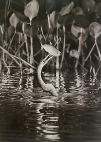 Sebastiao Salgado, Anhinga bird eating a lambari in the Cuiaba River, Mato Grosso, Brazil, 2011
