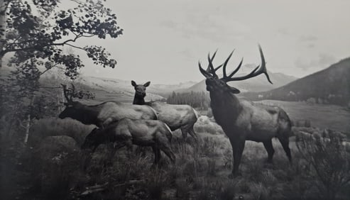 Hiroshi Sugimoto, Wapiti, 1980