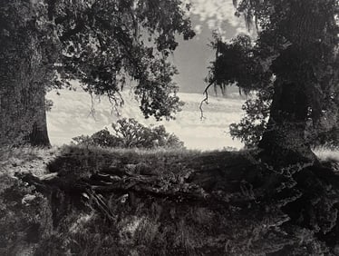 Wynn Bullock, Untitled, 1950's