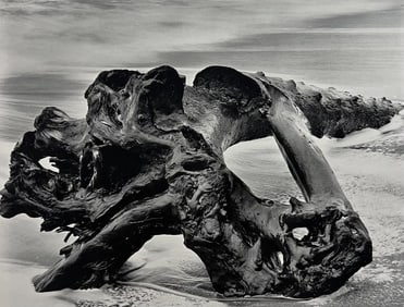 Wynn Bullock, Untitled, 1950's - 1