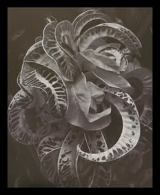 Brett Weston, Leaves, Botanical Garden, Hilo, 1989