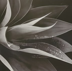 Brett Weston, Agava, Paradise Park 1991