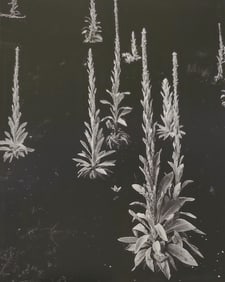 Brett Weston, Plant and Lava 1985