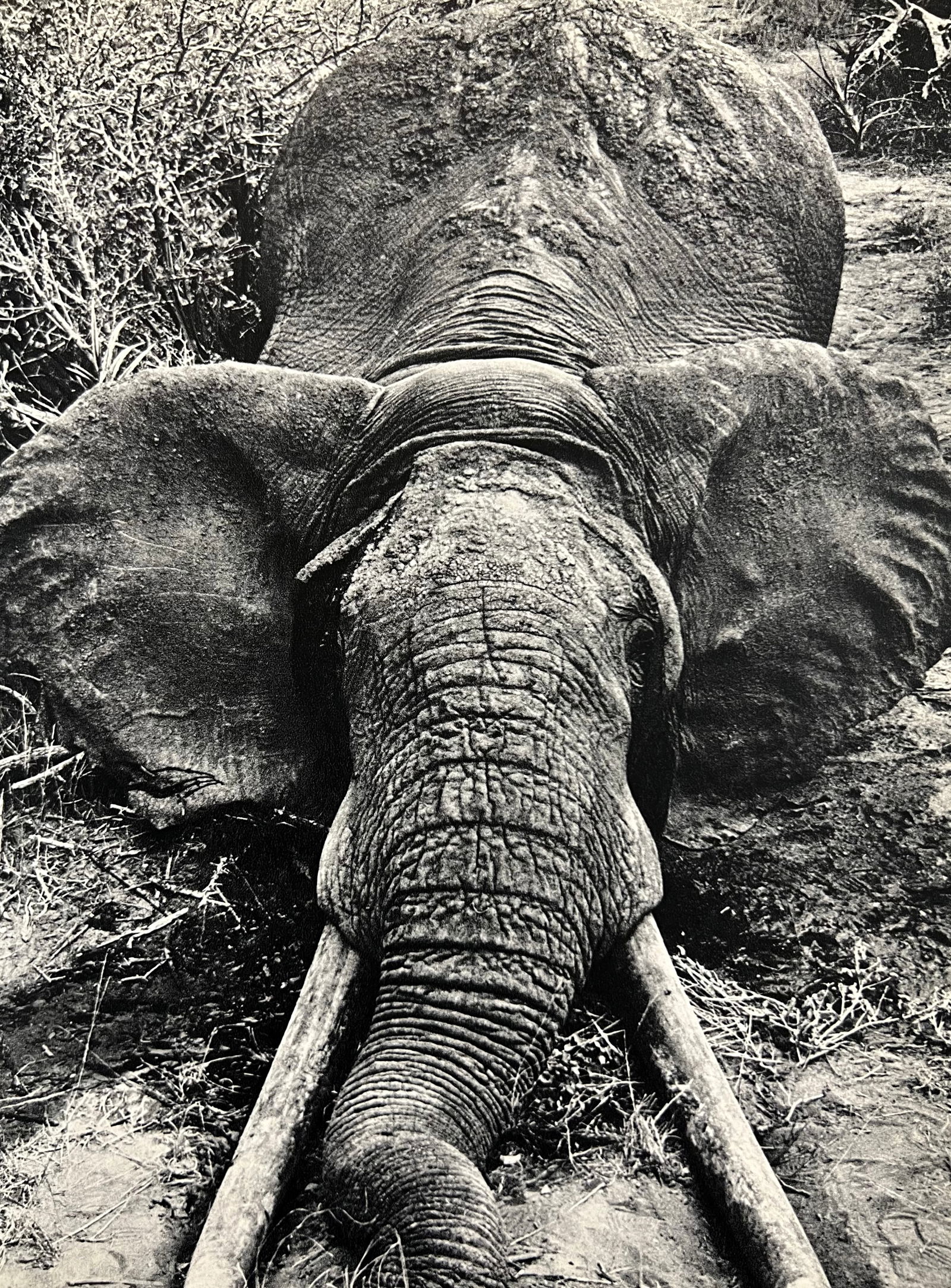 Peter Hill Beard, Death Of A Large Bull Elephant, 1960s (1 of 1)