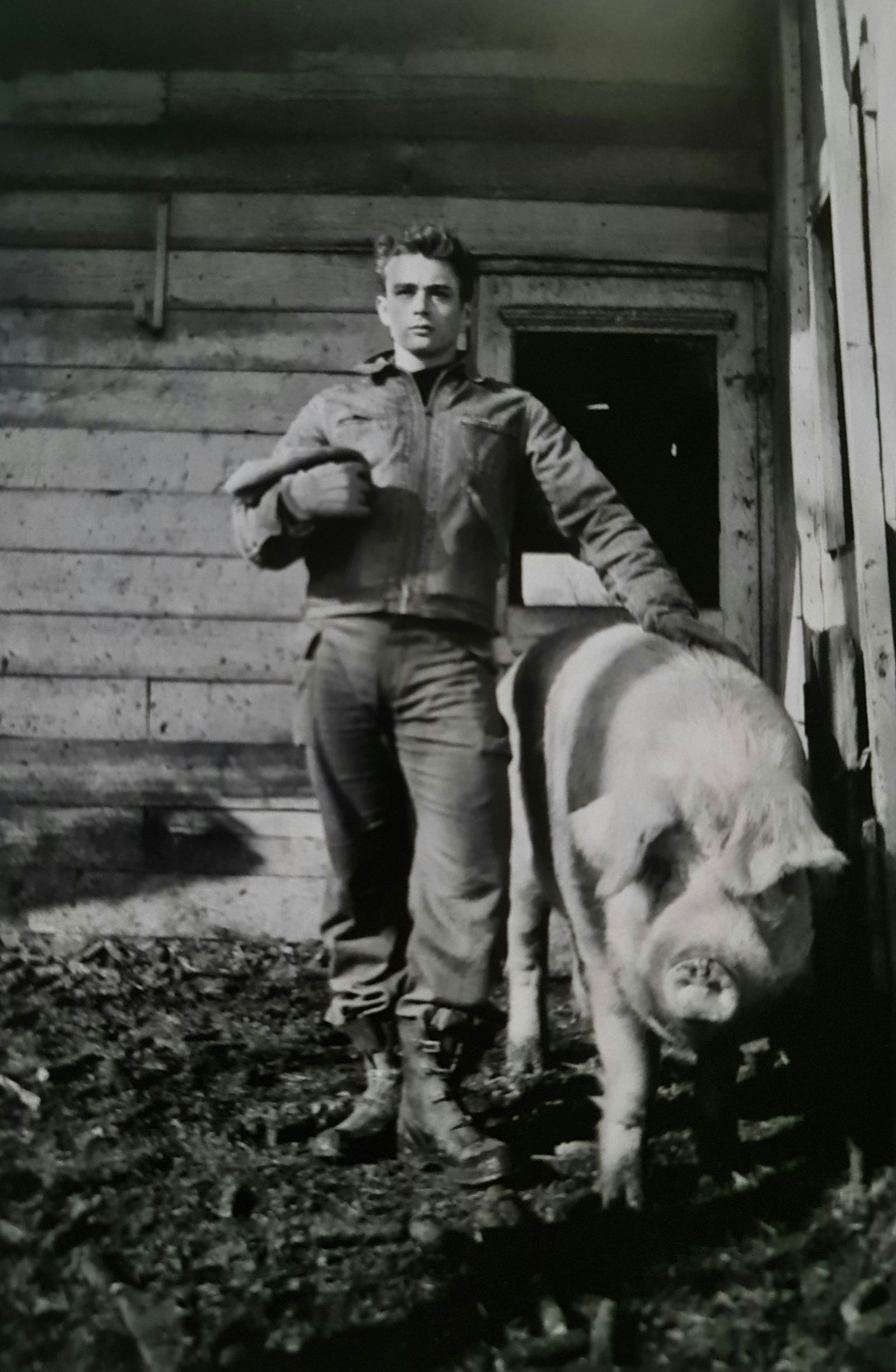 Dennis Stock, James Dean, "Tintype with sow," Fairmount Indiana (1 of 1)