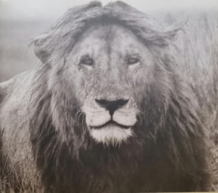 Herb Ritts, Black-Maned Lion, 1994